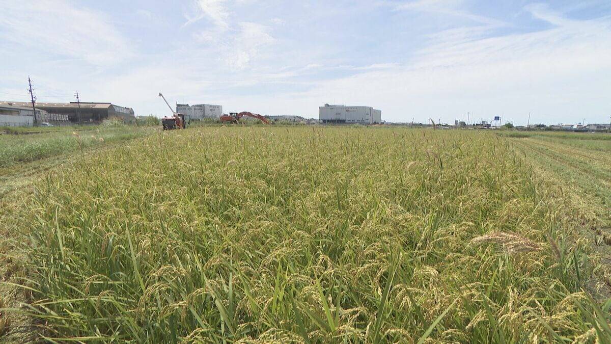 ｢新米の方が値段が下がってしまう可能性も｣ 倉庫には古米が山積みの中… コメの収穫始まる “高温障害”で農家は悲鳴 三重