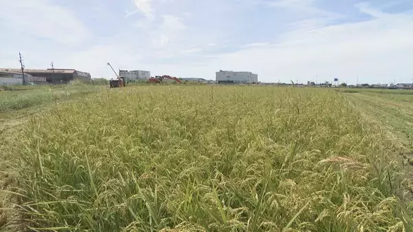 「｢新米の方が値段が下がってしまう可能性も｣ 倉庫には古米が山積みの中… コメの収穫始まる “高温障害”で農家は悲鳴 三重」の画像