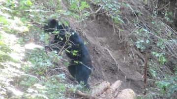 愛知･新城市で｢ツキノワグマ｣1頭を捕獲  シカやイノシシを捕らえる罠にかかる 全長1メートル10センチ 推定体重65キロ 県内の目撃情報は今年度15件目