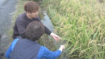 新米の出来は？ ｢変な病気が出始め穂が枯れて…｣ 害虫や暑さで見た目に影響も味は問題なし 高温障害は｢間違いなく年々増えている｣ 対策検討も