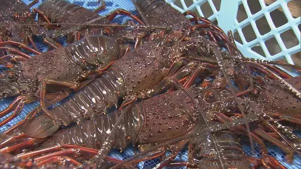 生きたまま新鮮な状態で届く「お歳暮用の伊勢エビ」出荷始まる　「身がプリっとして刺身・みそ汁にしてもおいしい」　三重・鳥羽市