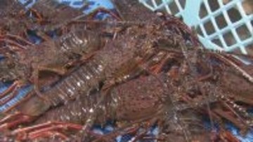 生きたまま新鮮な状態で届く「お歳暮用の伊勢エビ」出荷始まる　「身がプリっとして刺身・みそ汁にしてもおいしい」　三重・鳥羽市