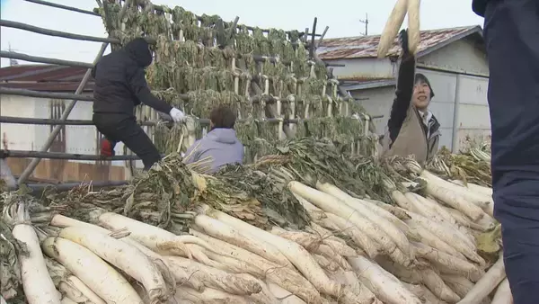 “幻の漬物”とも呼ばれる｢伊勢たくあん｣漬け込み作業 大正時代から続く伝統食 使用する“御園大根”の生産者は2軒だけに… 2～3年発酵・熟成させると完成