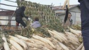 “幻の漬物”とも呼ばれる｢伊勢たくあん｣漬け込み作業 大正時代から続く伝統食 使用する“御園大根”の生産者は2軒だけに… 2～3年発酵・熟成させると完成