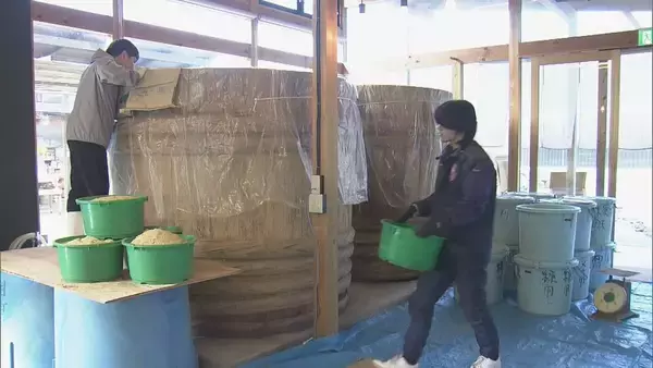 「“幻の漬物”とも呼ばれる｢伊勢たくあん｣漬け込み作業 大正時代から続く伝統食 使用する“御園大根”の生産者は2軒だけに… 2～3年発酵・熟成させると完成」の画像