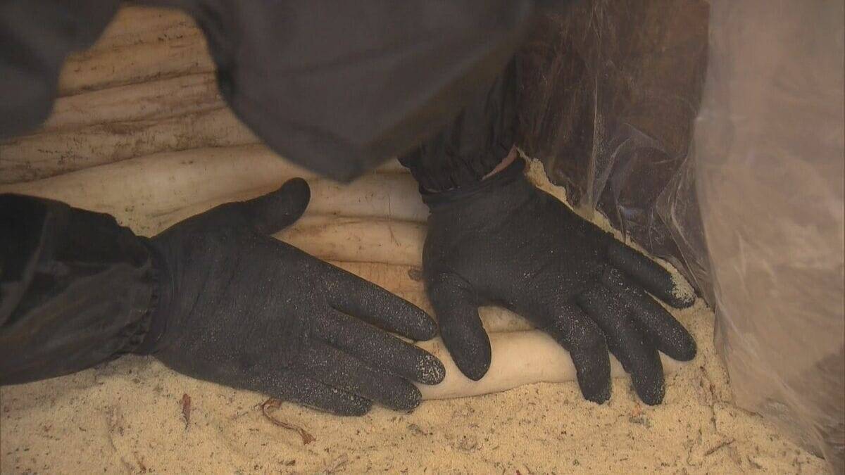 “幻の漬物”とも呼ばれる｢伊勢たくあん｣漬け込み作業 大正時代から続く伝統食 使用する“御園大根”の生産者は2軒だけに… 2～3年発酵・熟成させると完成