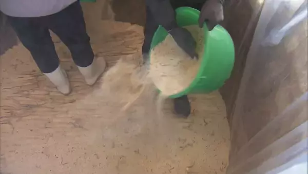 「“幻の漬物”とも呼ばれる｢伊勢たくあん｣漬け込み作業 大正時代から続く伝統食 使用する“御園大根”の生産者は2軒だけに… 2～3年発酵・熟成させると完成」の画像