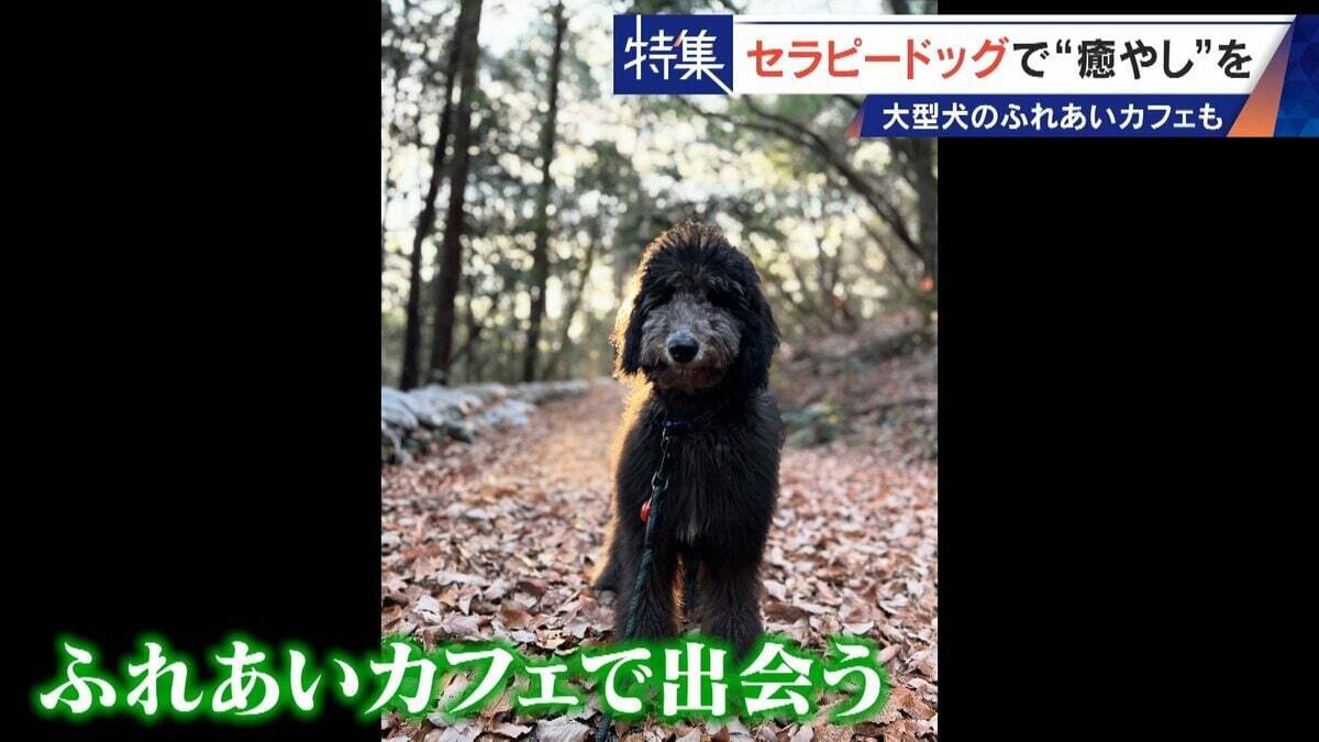 人を癒やす“セラピードッグ” 医学的にも研究される｢犬の力｣ 訓練所には大型犬のふれあいカフェも