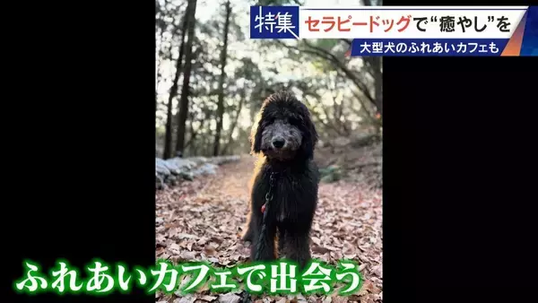「人を癒やす“セラピードッグ” 医学的にも研究される｢犬の力｣ 訓練所には大型犬のふれあいカフェも」の画像
