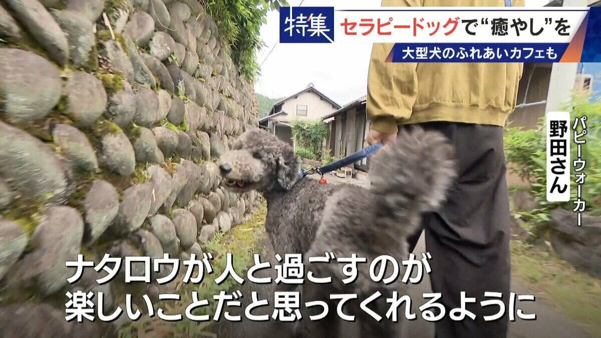 人を癒やす“セラピードッグ” 医学的にも研究される｢犬の力｣ 訓練所には大型犬のふれあいカフェも