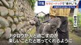「人を癒やす“セラピードッグ” 医学的にも研究される｢犬の力｣ 訓練所には大型犬のふれあいカフェも」の画像13