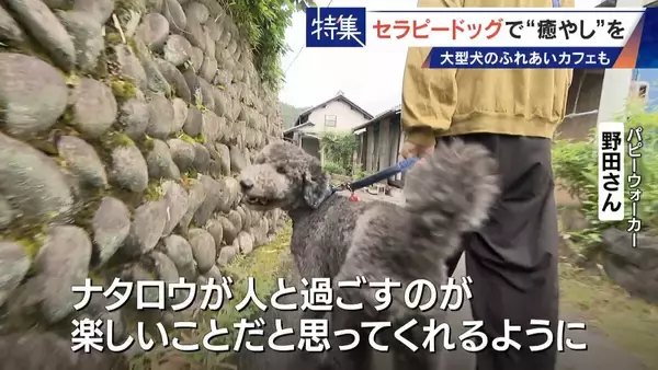 「人を癒やす“セラピードッグ” 医学的にも研究される｢犬の力｣ 訓練所には大型犬のふれあいカフェも」の画像