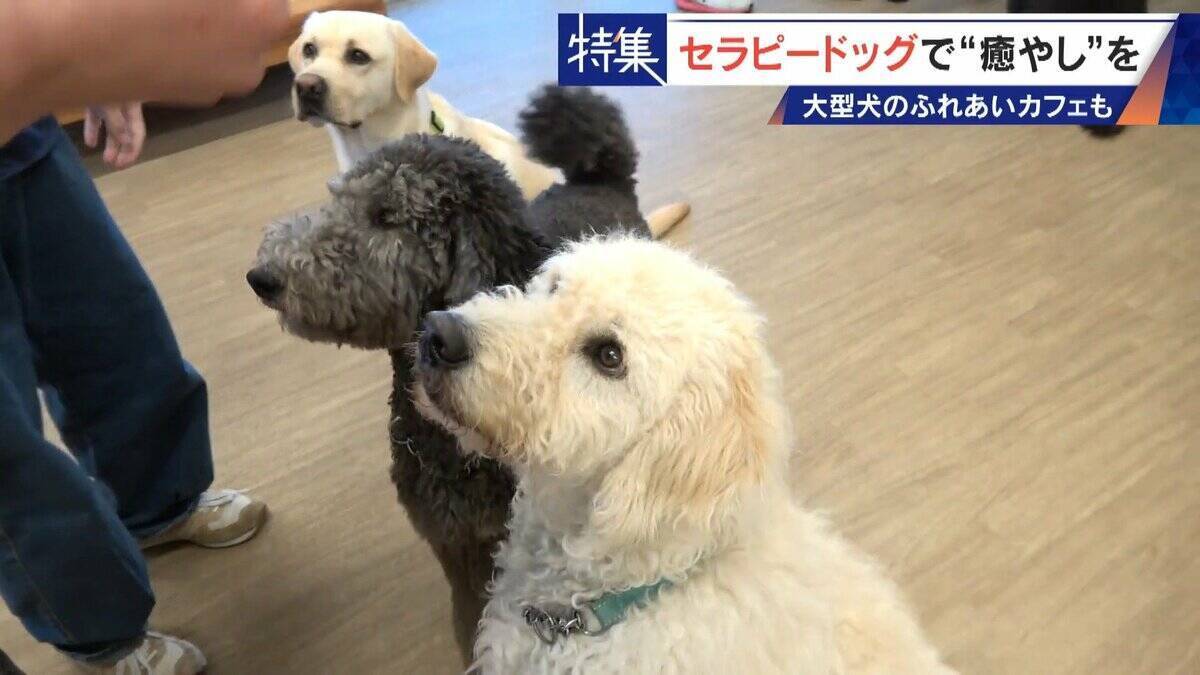 人を癒やす“セラピードッグ” 医学的にも研究される｢犬の力｣ 訓練所には大型犬のふれあいカフェも