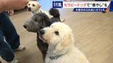 「人を癒やす“セラピードッグ” 医学的にも研究される｢犬の力｣ 訓練所には大型犬のふれあいカフェも」の画像14