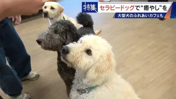 「人を癒やす“セラピードッグ” 医学的にも研究される｢犬の力｣ 訓練所には大型犬のふれあいカフェも」の画像