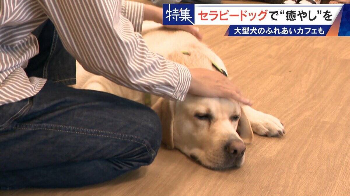 人を癒やす“セラピードッグ” 医学的にも研究される｢犬の力｣ 訓練所には大型犬のふれあいカフェも