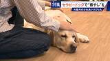 「人を癒やす“セラピードッグ” 医学的にも研究される｢犬の力｣ 訓練所には大型犬のふれあいカフェも」の画像15