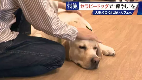 「人を癒やす“セラピードッグ” 医学的にも研究される｢犬の力｣ 訓練所には大型犬のふれあいカフェも」の画像