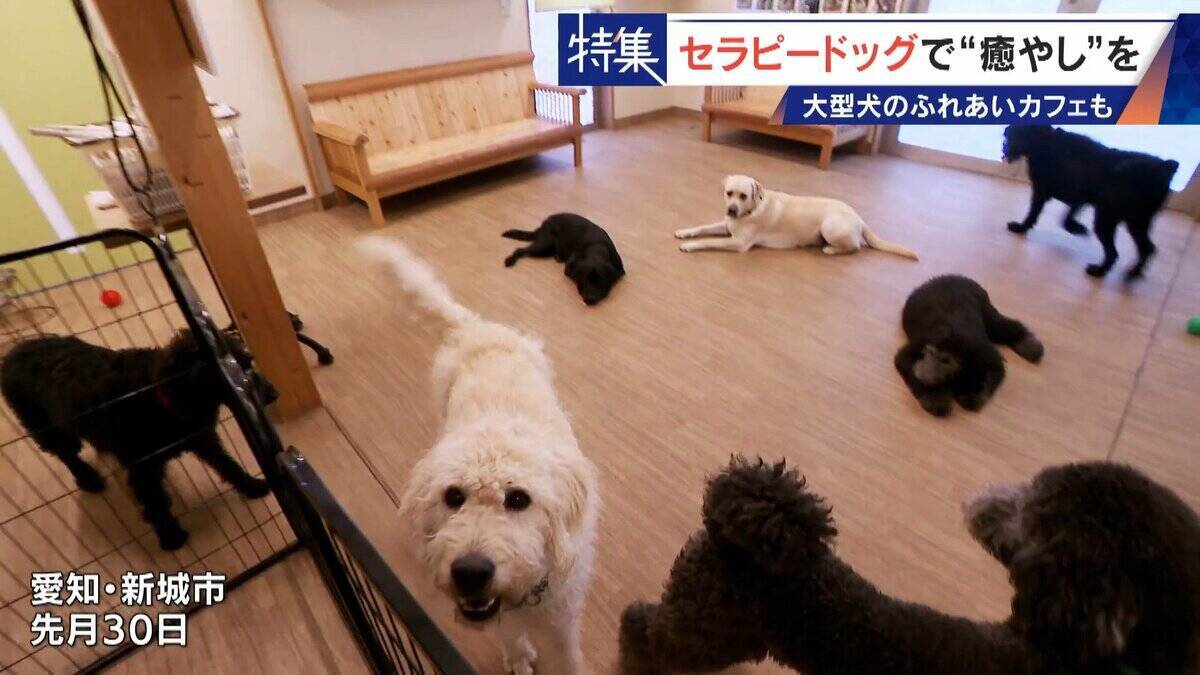 人を癒やす“セラピードッグ” 医学的にも研究される｢犬の力｣ 訓練所には大型犬のふれあいカフェも
