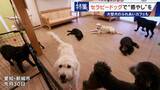 「人を癒やす“セラピードッグ” 医学的にも研究される｢犬の力｣ 訓練所には大型犬のふれあいカフェも」の画像4
