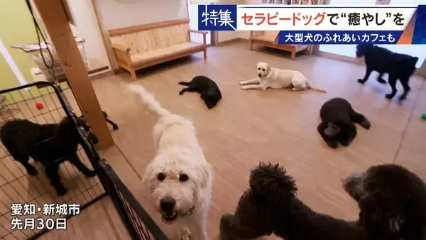 「人を癒やす“セラピードッグ” 医学的にも研究される｢犬の力｣ 訓練所には大型犬のふれあいカフェも」の画像