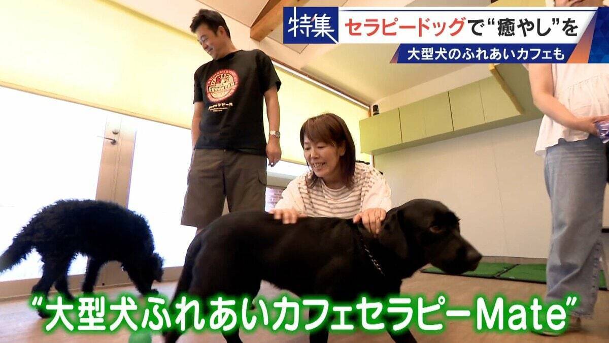 人を癒やす“セラピードッグ” 医学的にも研究される｢犬の力｣ 訓練所には大型犬のふれあいカフェも