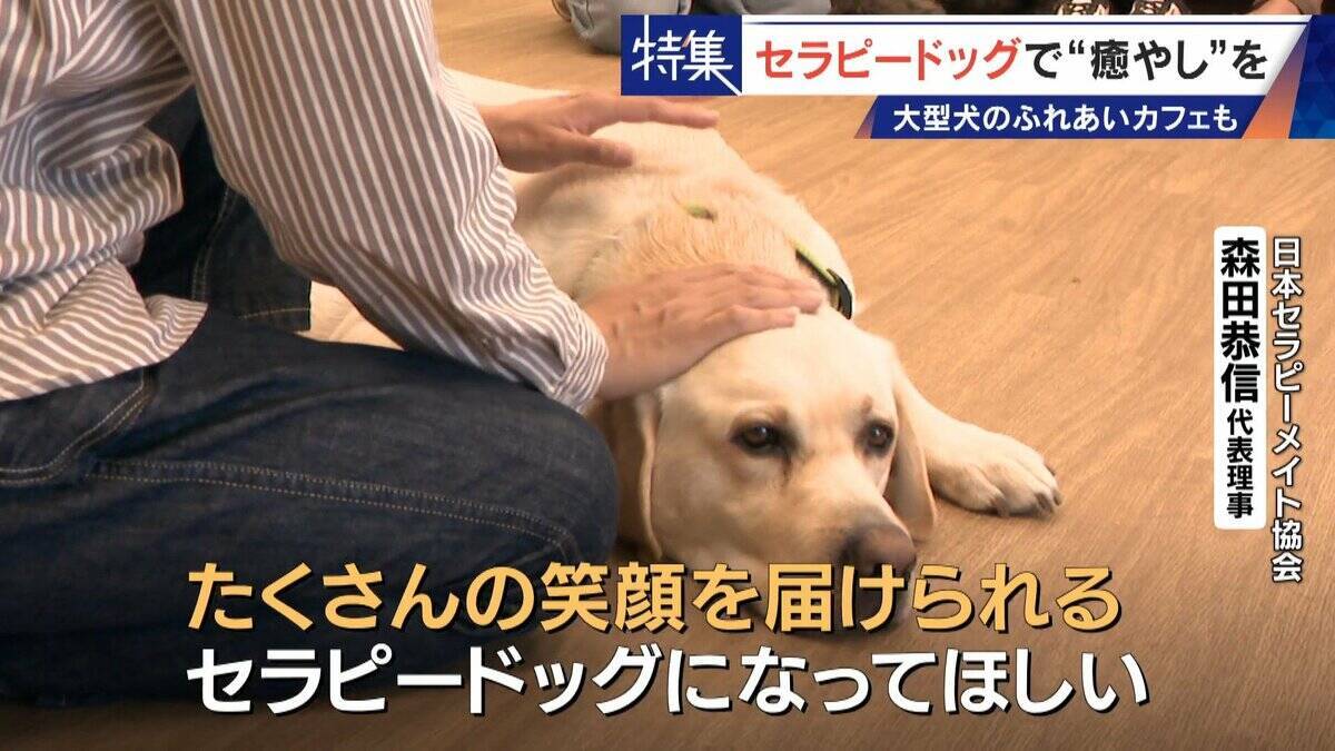 人を癒やす“セラピードッグ” 医学的にも研究される｢犬の力｣ 訓練所には大型犬のふれあいカフェも