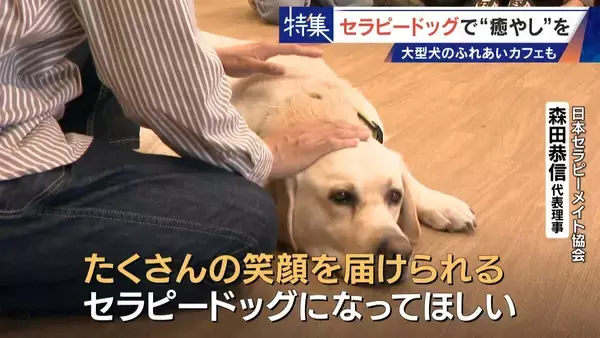 「人を癒やす“セラピードッグ” 医学的にも研究される｢犬の力｣ 訓練所には大型犬のふれあいカフェも」の画像