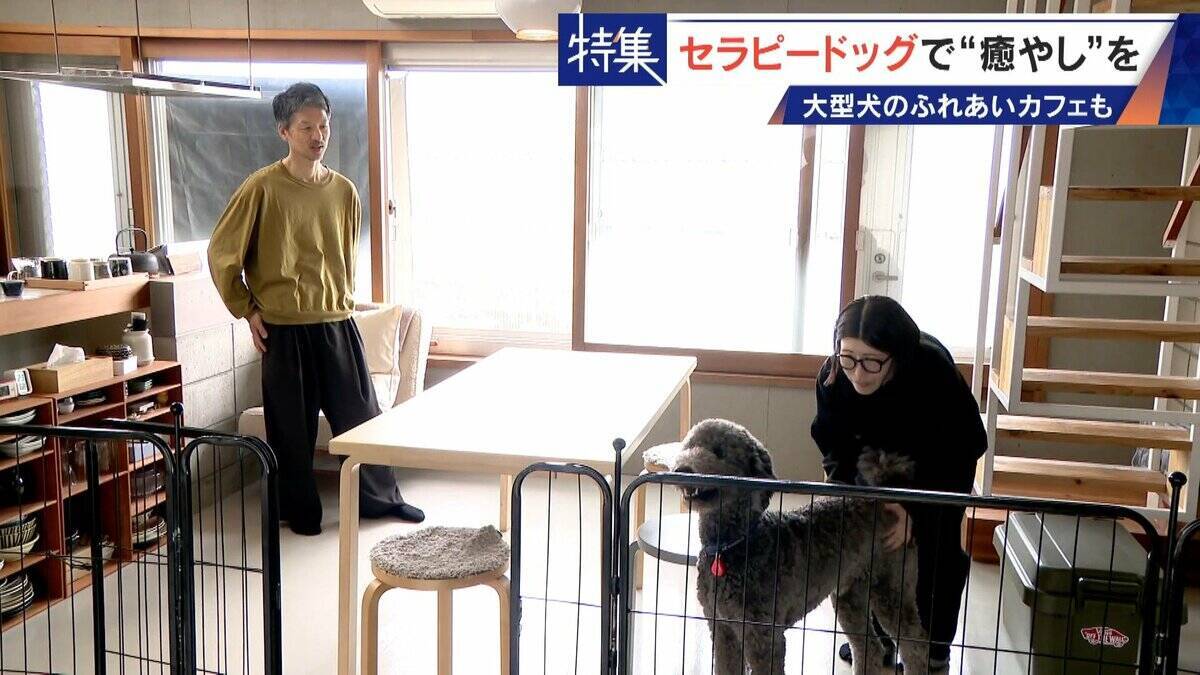 人を癒やす“セラピードッグ” 医学的にも研究される｢犬の力｣ 訓練所には大型犬のふれあいカフェも