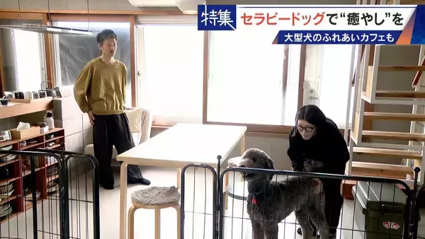 「人を癒やす“セラピードッグ” 医学的にも研究される｢犬の力｣ 訓練所には大型犬のふれあいカフェも」の画像