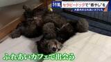 「人を癒やす“セラピードッグ” 医学的にも研究される｢犬の力｣ 訓練所には大型犬のふれあいカフェも」の画像9
