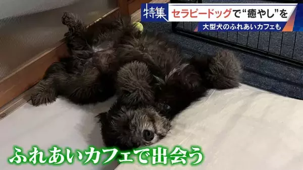 「人を癒やす“セラピードッグ” 医学的にも研究される｢犬の力｣ 訓練所には大型犬のふれあいカフェも」の画像
