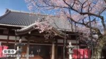 樹齢約350年 一足早く見頃迎えた｢サクラ｣ 絶景ライトアップで夜を彩る 岐阜･多治見市