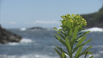 黄色い花つけるイワタイゲキ見ごろ 熊野灘の潮風に揺れる…数少ない群生地の井内浦海岸 三重・熊野市