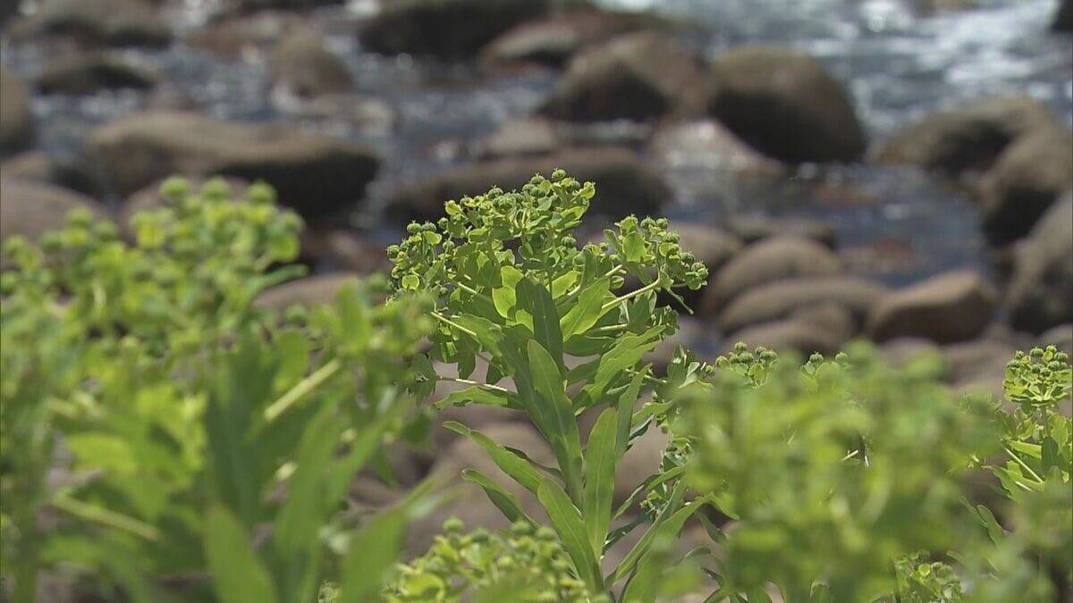 黄色い花つけるイワタイゲキ見ごろ 熊野灘の潮風に揺れる…数少ない群生地の井内浦海岸 三重・熊野市