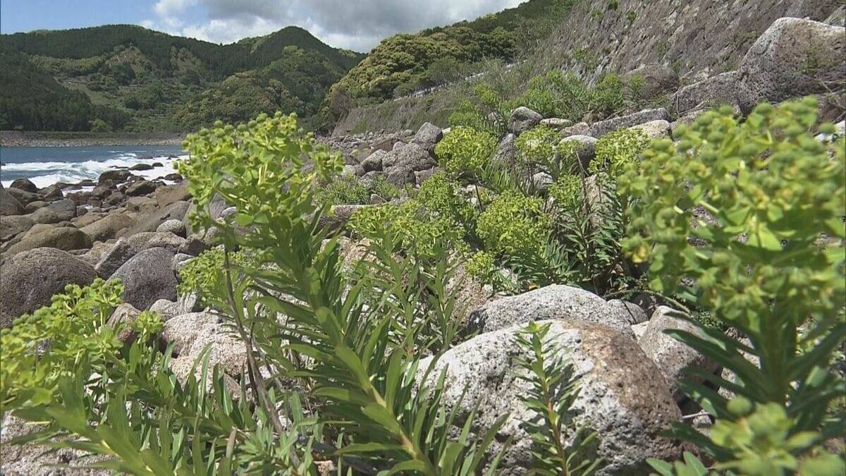黄色い花つけるイワタイゲキ見ごろ 熊野灘の潮風に揺れる…数少ない群生地の井内浦海岸 三重・熊野市