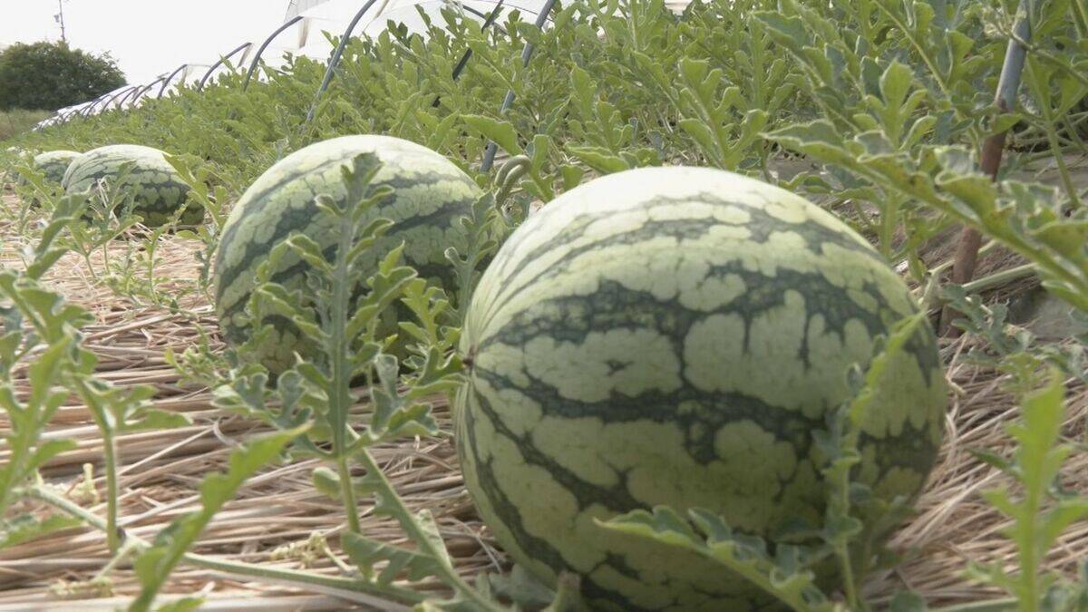 黄色の果肉が特徴の「小玉スイカ」の収穫が本格化 皮が薄く食べられる部分が多いと人気 愛知・刈谷市