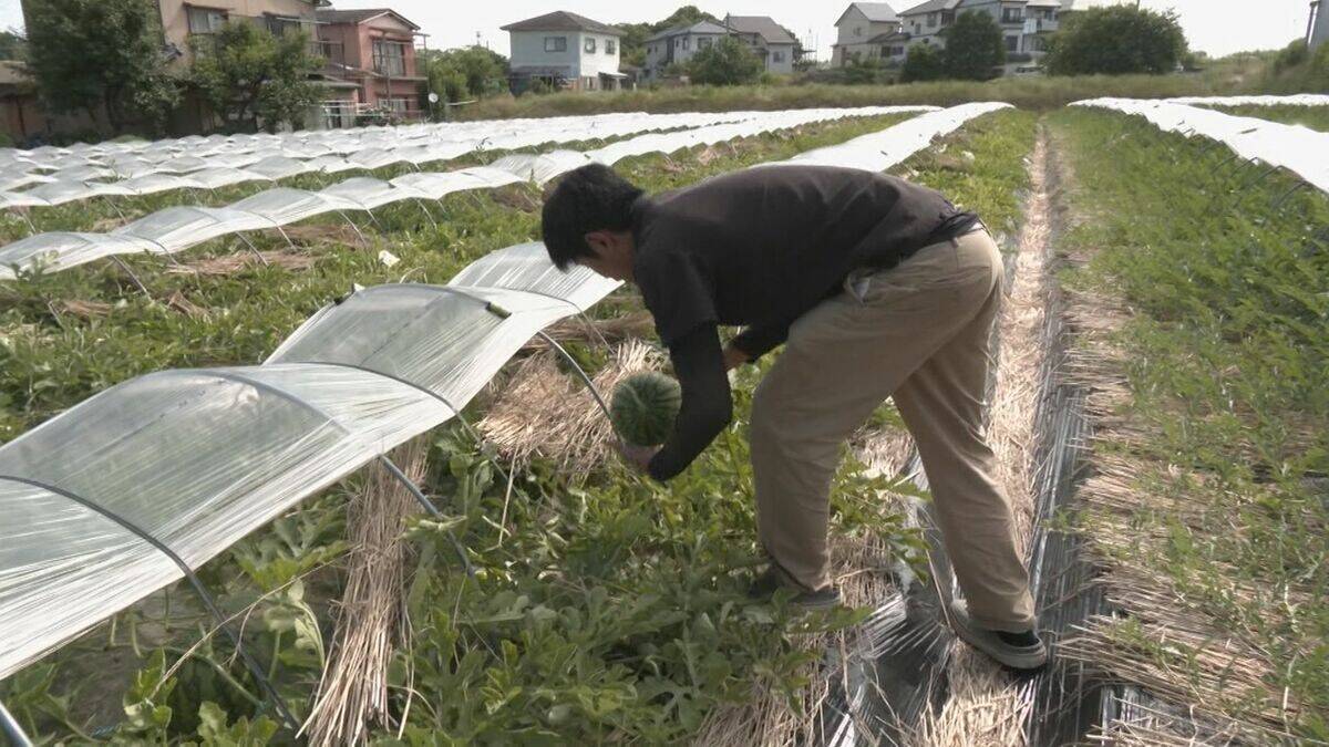 黄色の果肉が特徴の「小玉スイカ」の収穫が本格化 皮が薄く食べられる部分が多いと人気 愛知・刈谷市