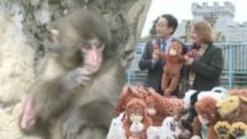 ぬいぐるみが母親代わり…子ザルの「パンチ」に新たな贈りもの　市川市動植物園
