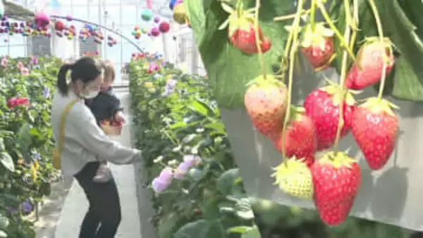 京成バラ園の人気イチゴ狩りイベント　「オズの国のストロベリーハント」始まる