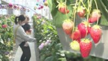 京成バラ園の人気イチゴ狩りイベント　「オズの国のストロベリーハント」始まる