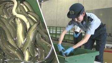 土用の丑の日を前に　成田空港でウナギ輸入が最盛期迎える