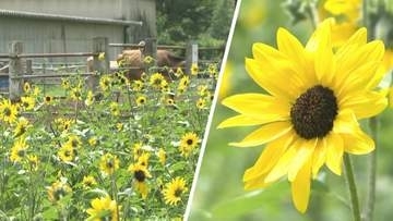 夏の陽を浴びて輝く“黄色い大海原”　成田ゆめ牧場でヒマワリ見頃