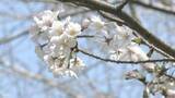 「サクラの開花予想　平年並みかやや早く　千葉公園は３月２４日　銚子は２８日」の画像1