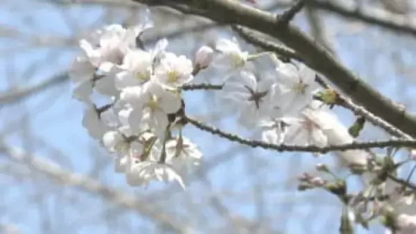 サクラの開花予想　平年並みかやや早く　千葉公園は３月２４日　銚子は２８日