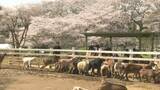 「満開のサクラと子ヤギに癒やされる　千葉・成田市の成田ゆめ牧場で春だけの共演」の画像1