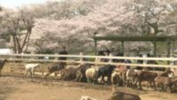 満開のサクラと子ヤギに癒やされる　千葉・成田市の成田ゆめ牧場で春だけの共演