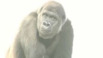 上野動物園からニシゴリラ「モモカ」が仲間入り　千葉市動物公園で一般公開始まる