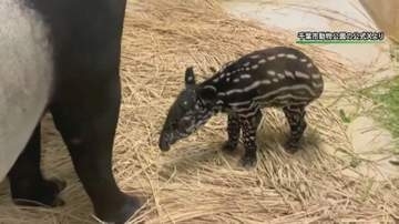 マレーバクの赤ちゃん誕生　千葉市動物公園で約２０年ぶり　元気に走り回る姿も