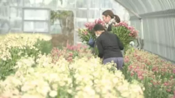 茎の先にいくつもの小ぶりの花　甘い香り放つ「ストック」　館山市で出荷ピークへ